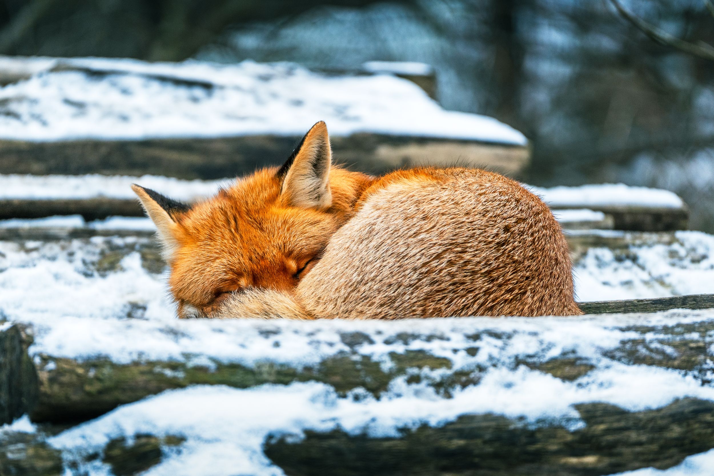 A red fox curled up sleeping in the snow during winter.