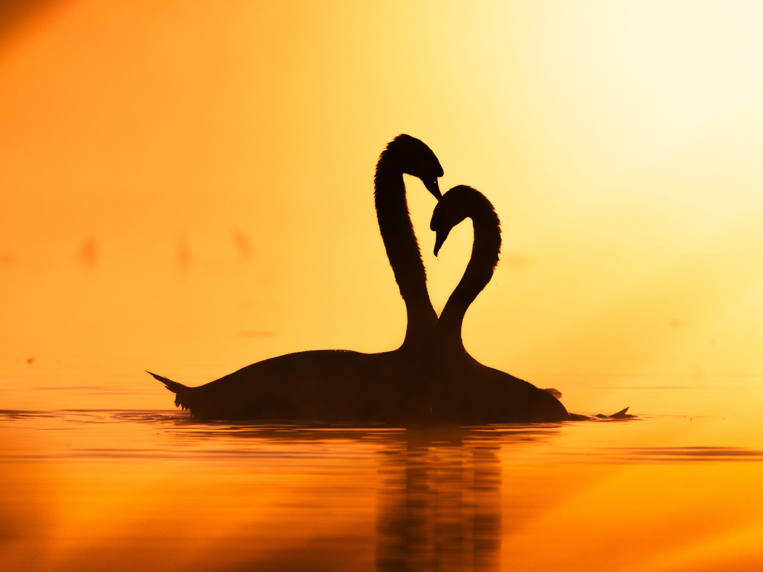 Silhouette of a graceful swan swimming in a golden orange lake at sunset creating a stunning reflection in the water.