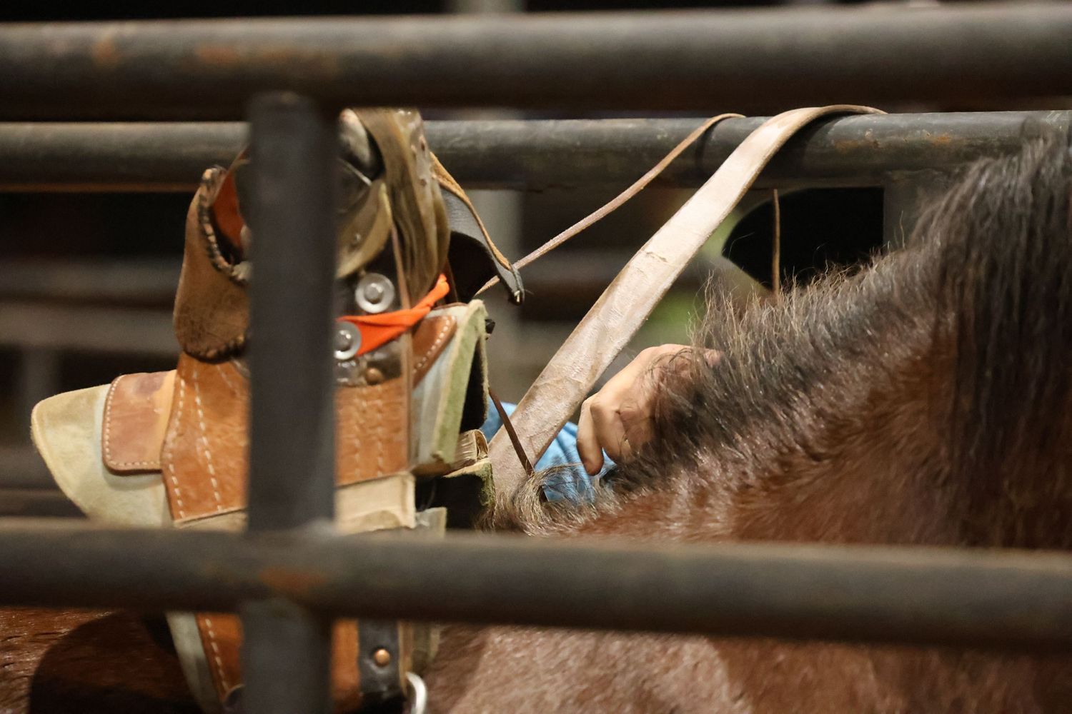 Behind the chutes getting ready for his retirement ride. Bronc Rider