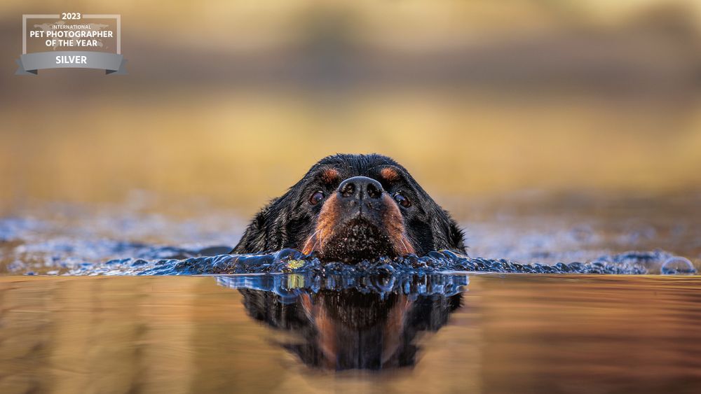Close-up of a black dog swimming with nose and eyes visible above water surface at sunset.