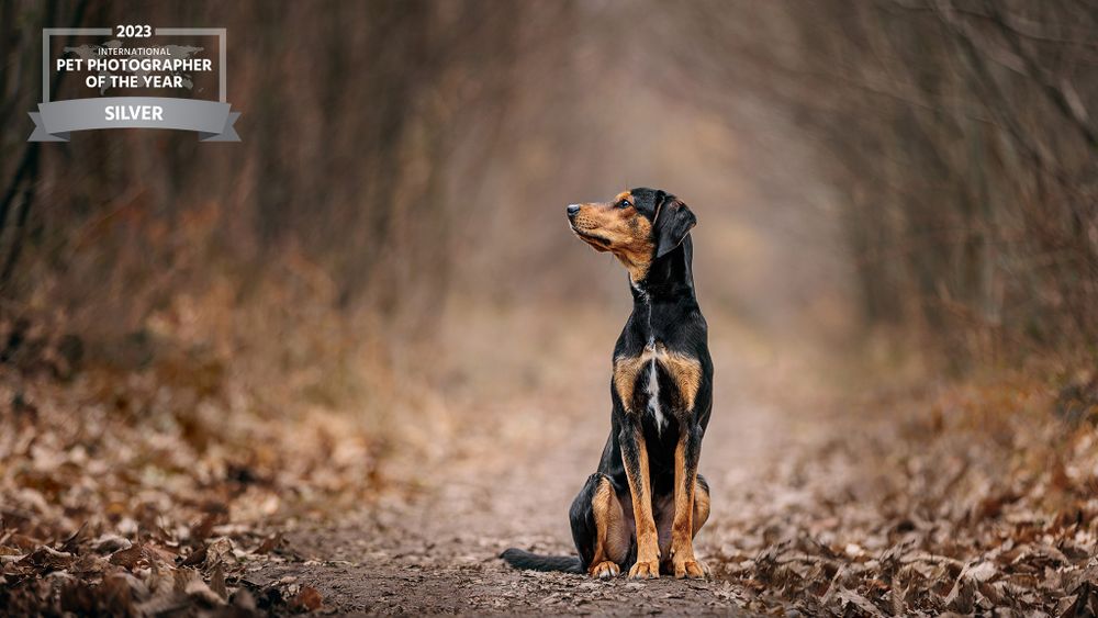 Alert Miniature Pinscher dog standing attentively on autumn path with blurred background.