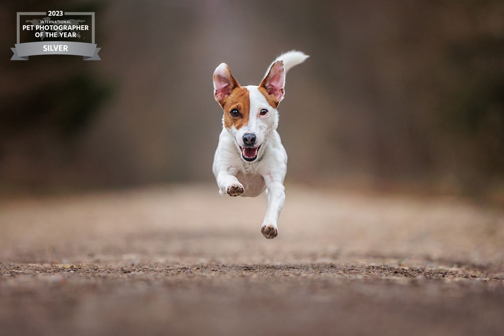 Small white and brown dog jumping mid-air on dirt path with playful expression.