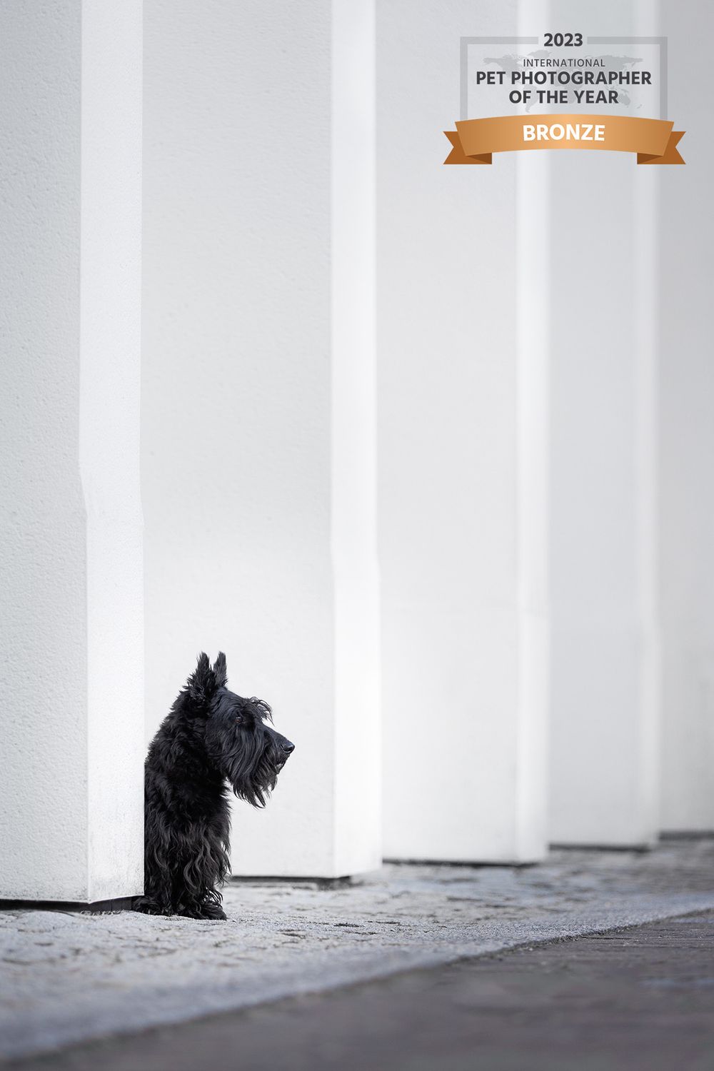 Black Scottish Terrier dog sitting in minimalist white corridor with dramatic lighting.
