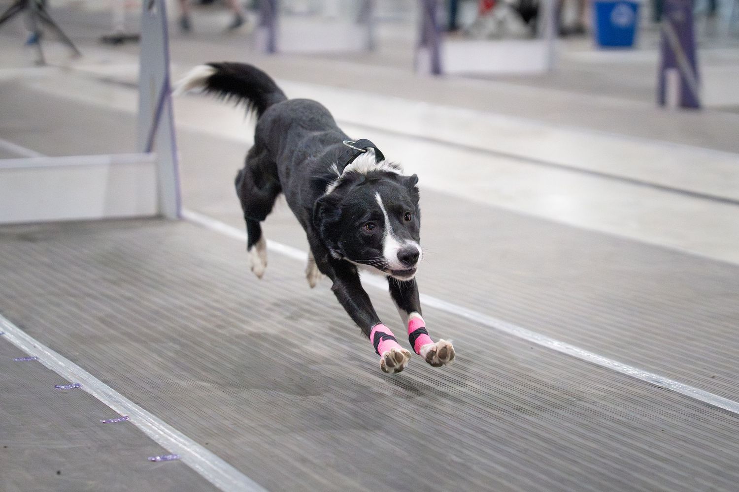 An athletic dog leaps gracefully over an agility jump during a competition event.