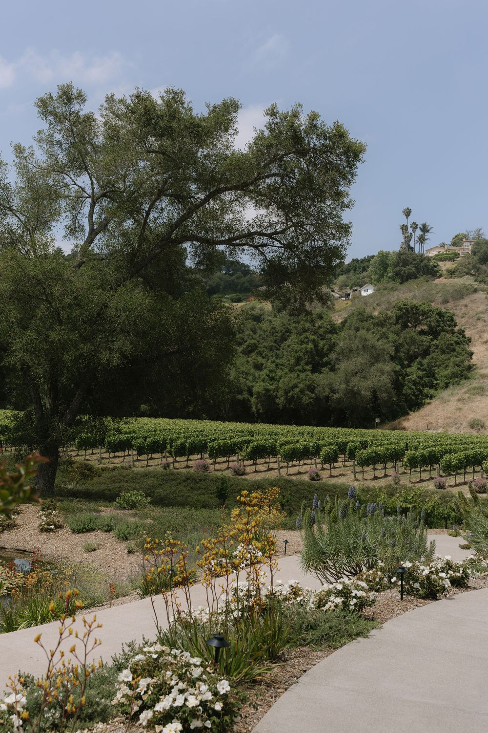 A scenic vineyard path lined with flowers and trees against rolling hills on a sunny day.