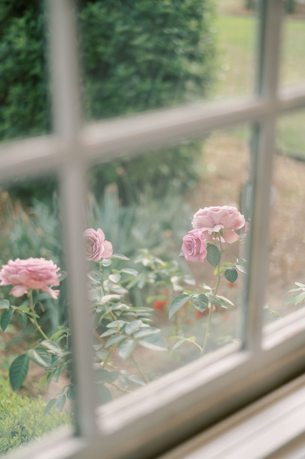 Pink roses bloom outside a windowpane, creating a dreamy vintage garden view through divided window panes.