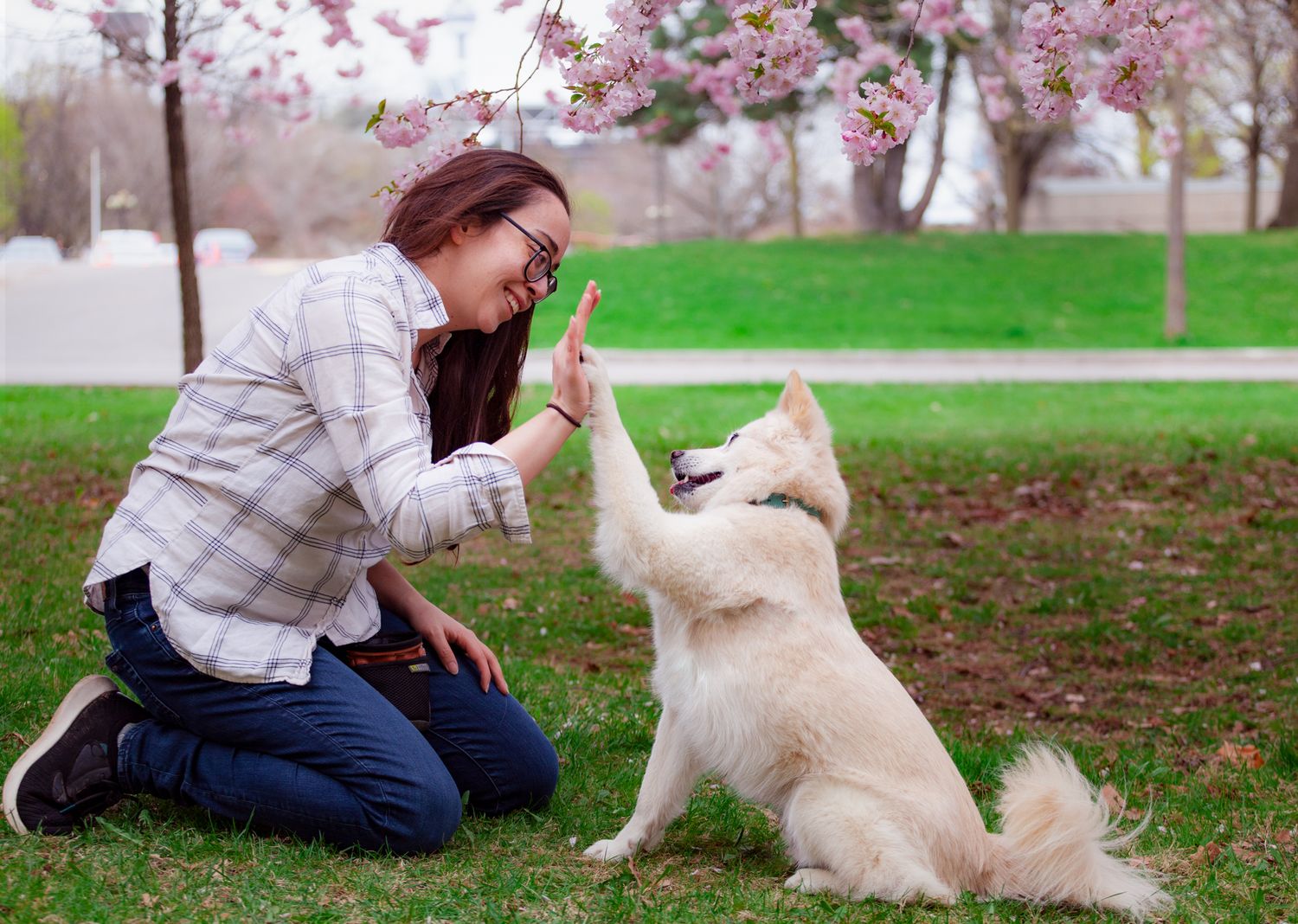 Studio Jindo pet photography