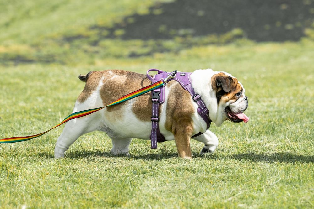 English bulldog wearing purple harness pulling strongly on leash while walking on green grass.