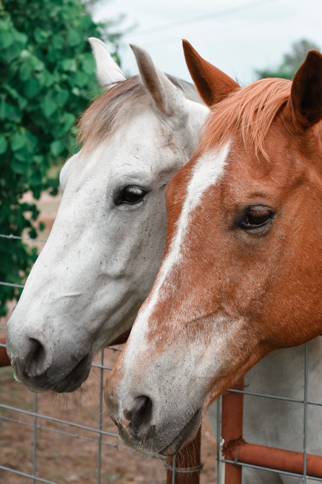 Horses / Lifestyle