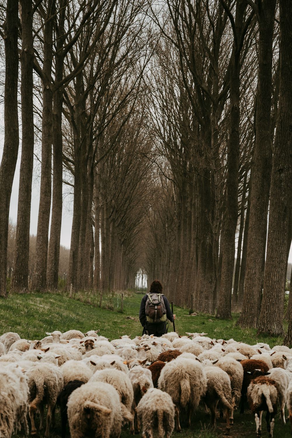 Shepherd with backpack leading a large flock of sheep through a tree-lined path.