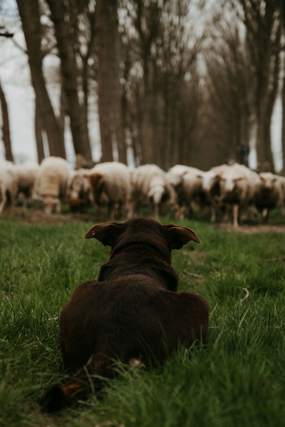 Brown dog lying on green grass watching a flock of sheep among bare trees.