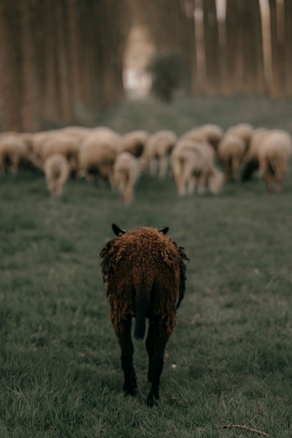 Dark brown lamb walking toward a grazing flock of sheep in a misty forest.