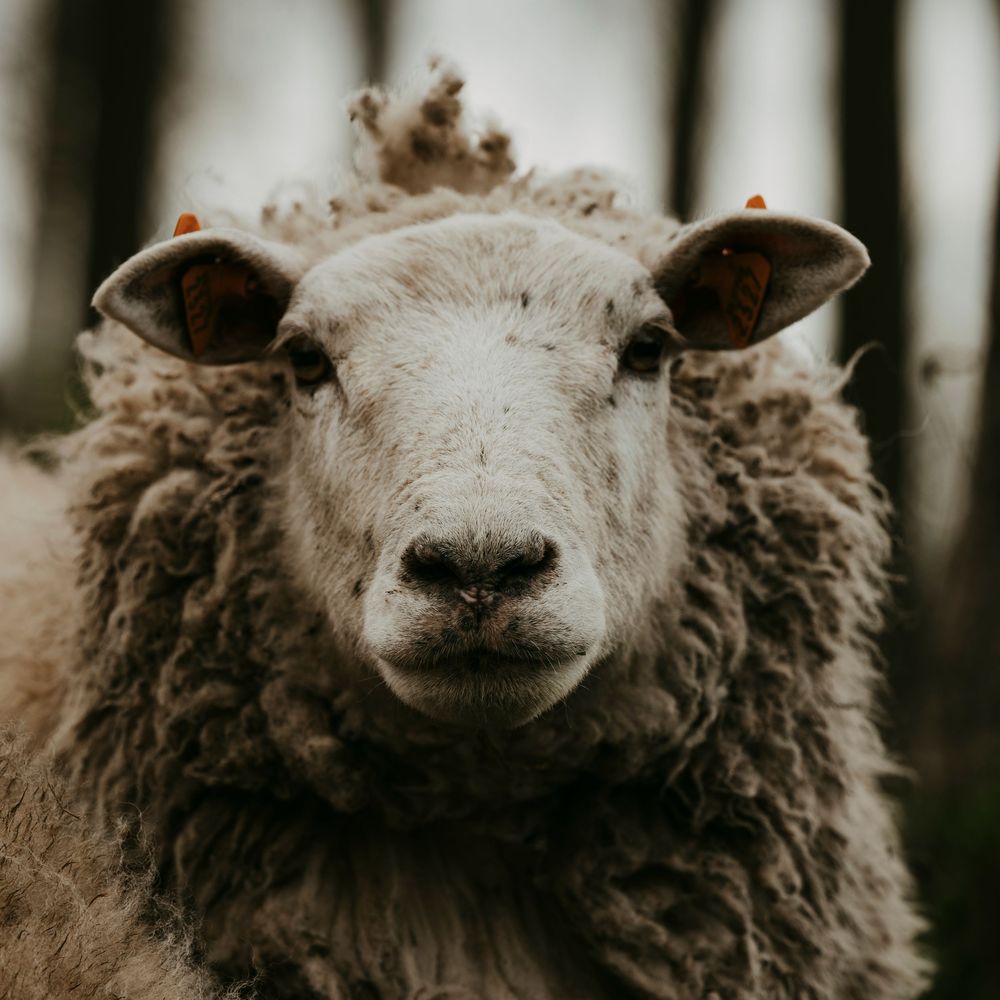 Close-up portrait of a fluffy white sheep looking directly at the camera outdoors.