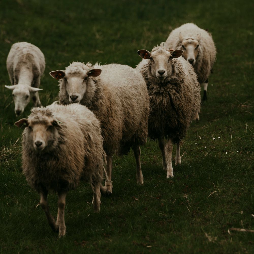 Group of white woolly sheep walking toward the camera on a lush green field.