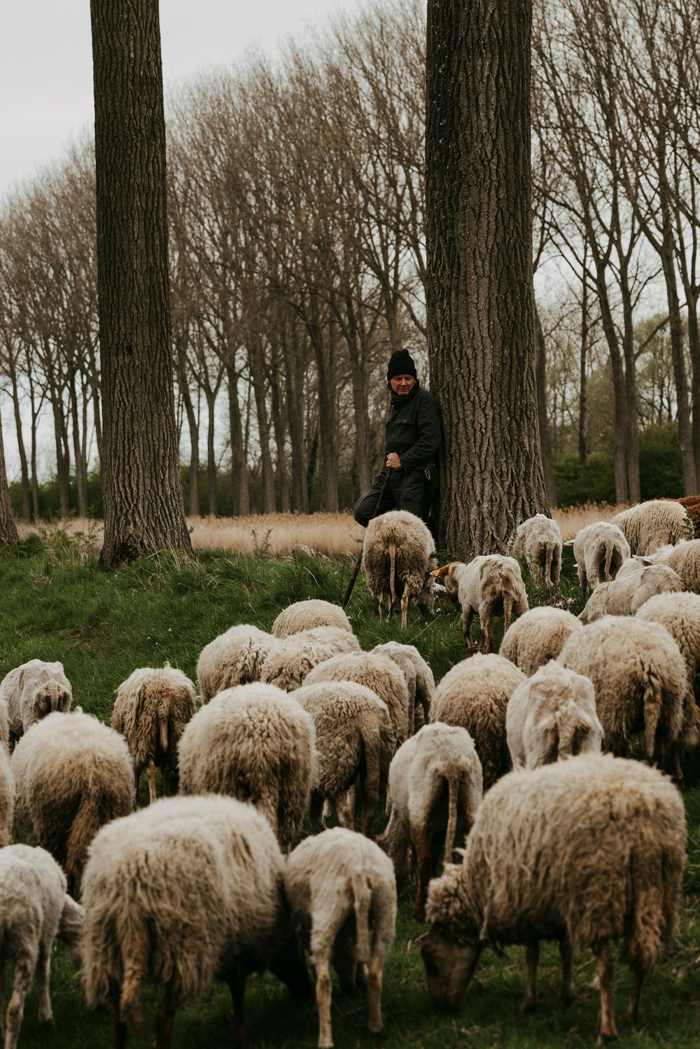 A shepherd in black clothing tends a large flock of white sheep grazing among tall trees in a misty forest.