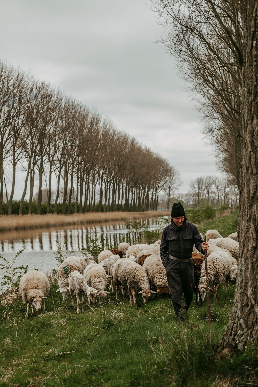 A shepherd walks alongside a flock of sheep grazing on green grass near a calm river lined with bare trees.