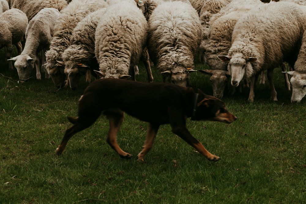 A black and tan herding dog actively works to guide a flock of white sheep across a green grassy field.