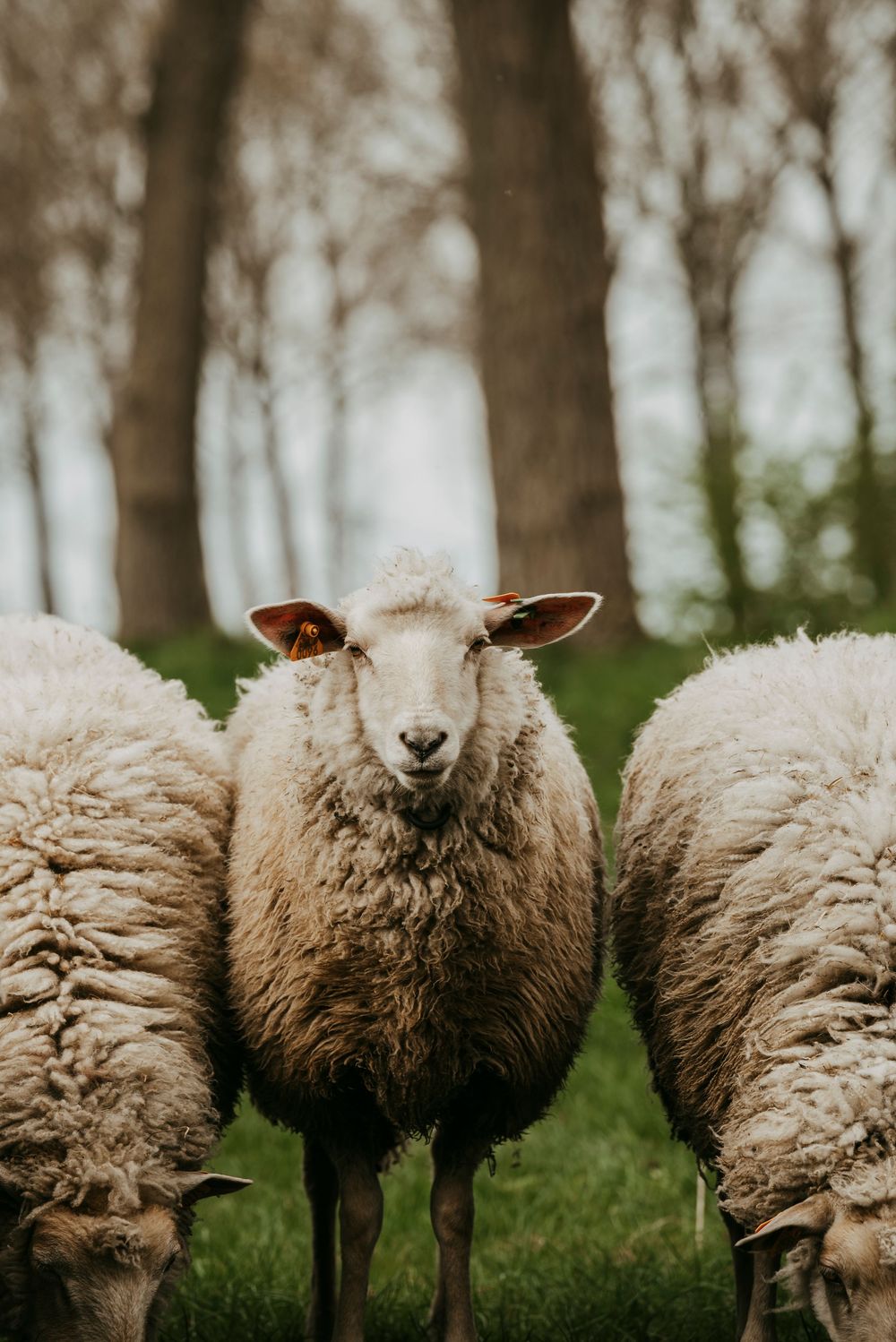 A fluffy white sheep looks directly at the camera while standing among the herd in a wooded green pasture.
