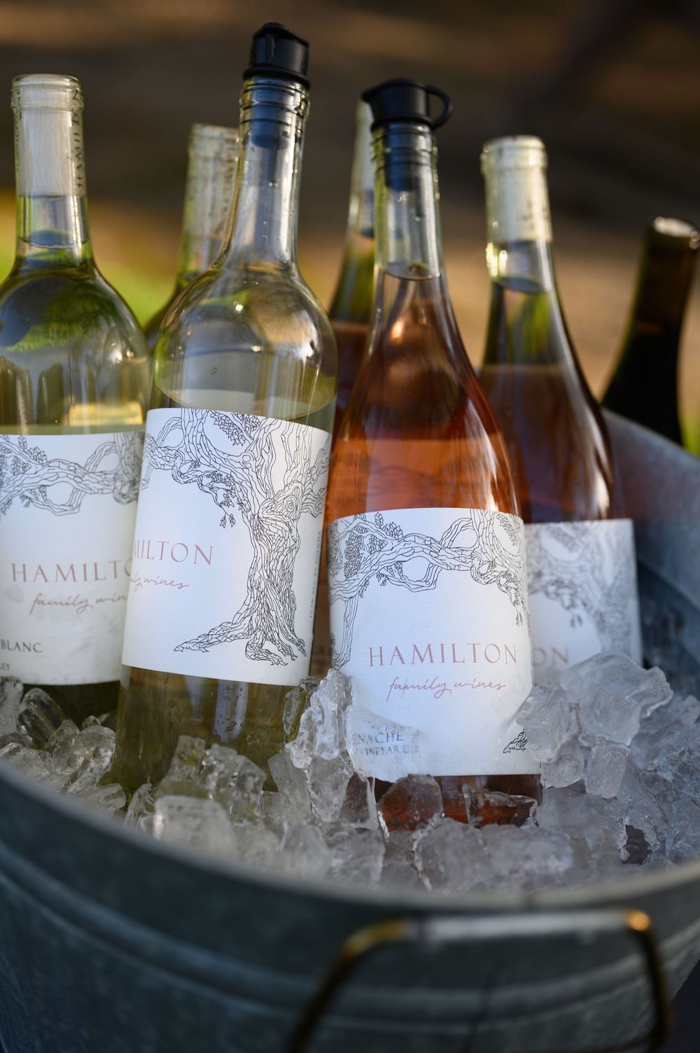 Glass bottles of Hamilton wine chilling in an ice bucket at wine tasting event at CIA Copia in the heart of wine country. Napa, CA