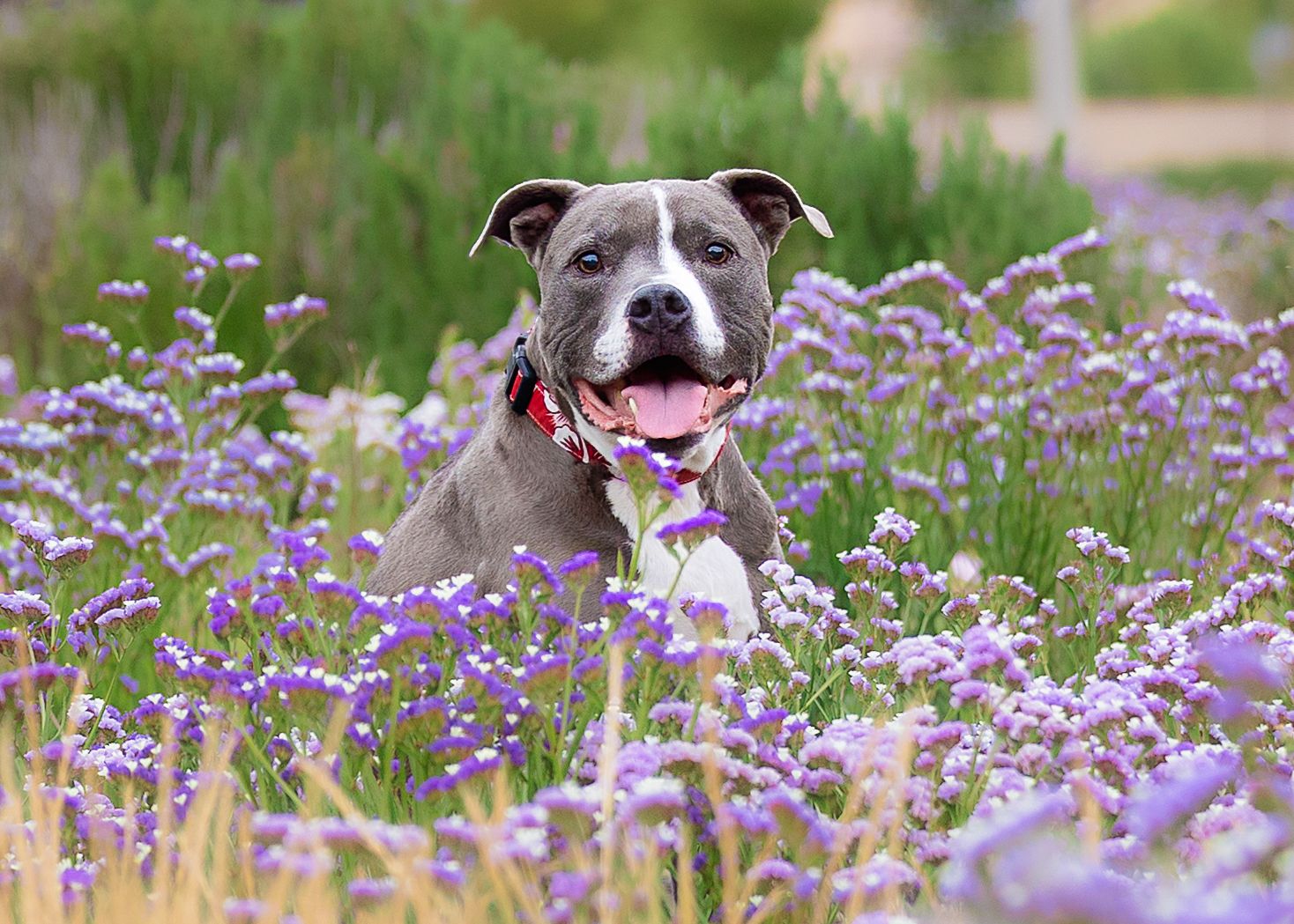 Happy gray pitbull dog sitting among blooming purple wildflowers in a summer meadow.