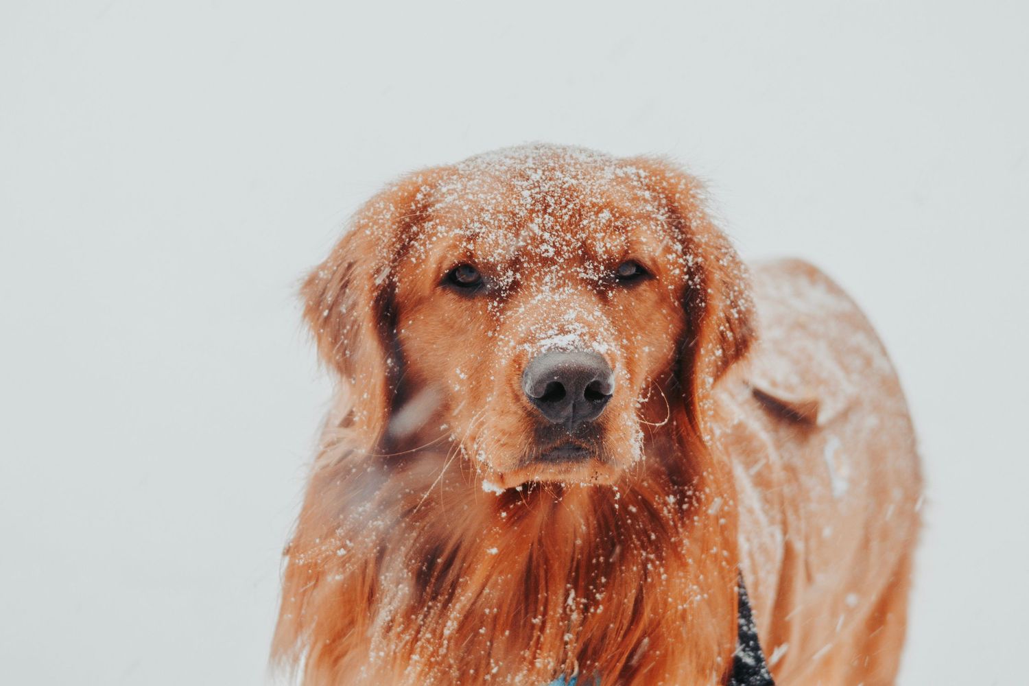 A golden retriever with snow flakes on its face