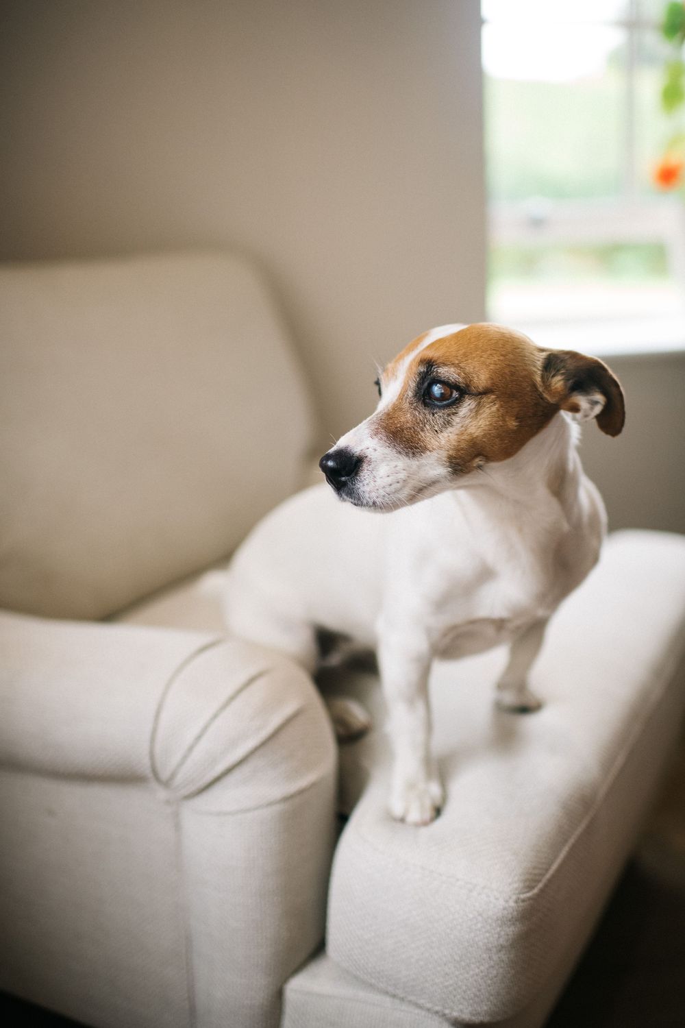 Small Jack Russell terrier dog resting on white couch cushions in natural window light.