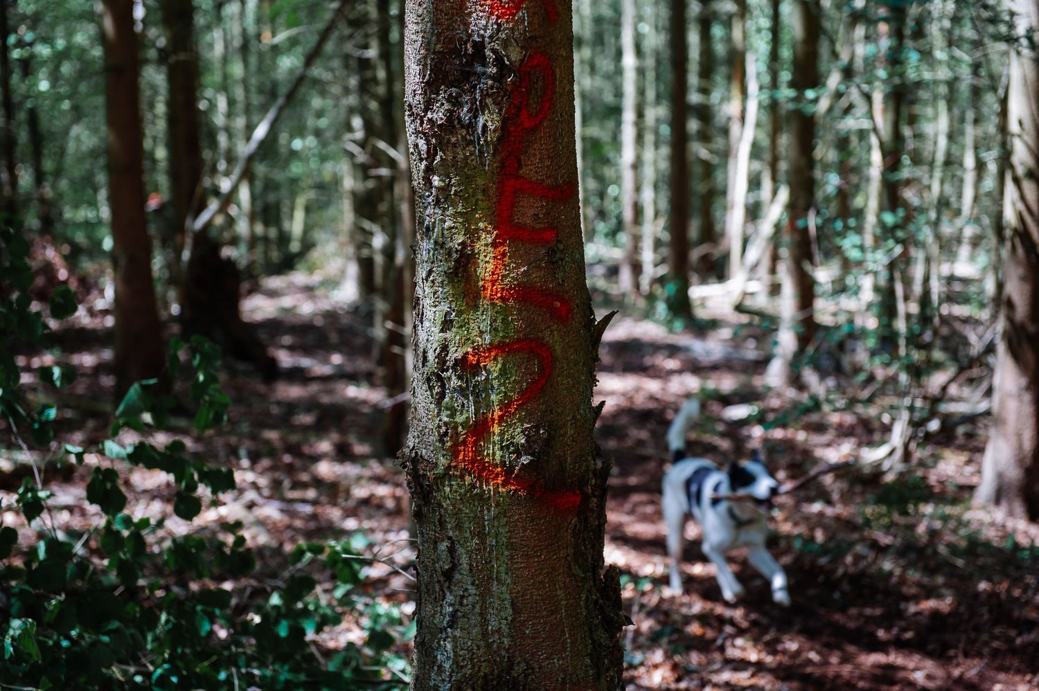 Forest trees marked with bright orange paint spots on their trunks.