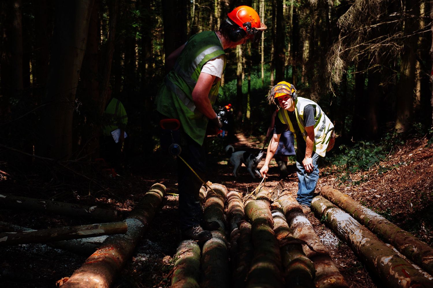Forestry workers harvesting timber in a dense woodland setting.