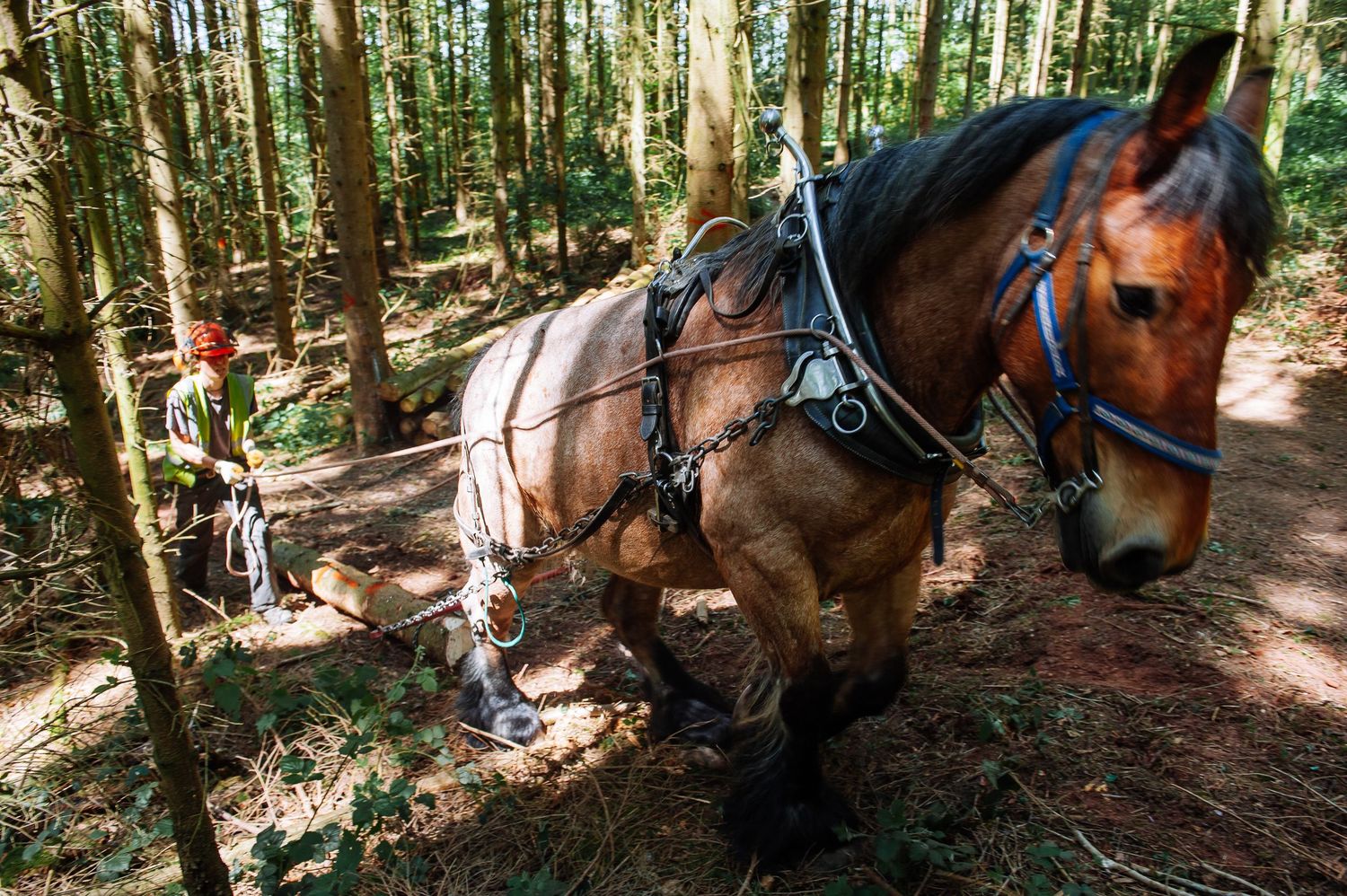 Draft horses resting in a shaded forest area during logging operations.