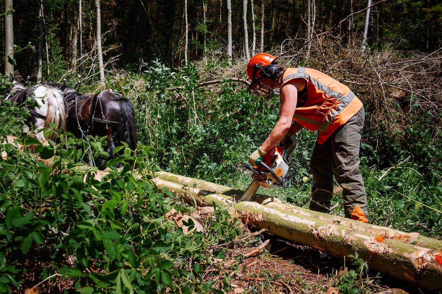 Workers using chainsaws and equipment to cut and remove fallen logs in a forested area.