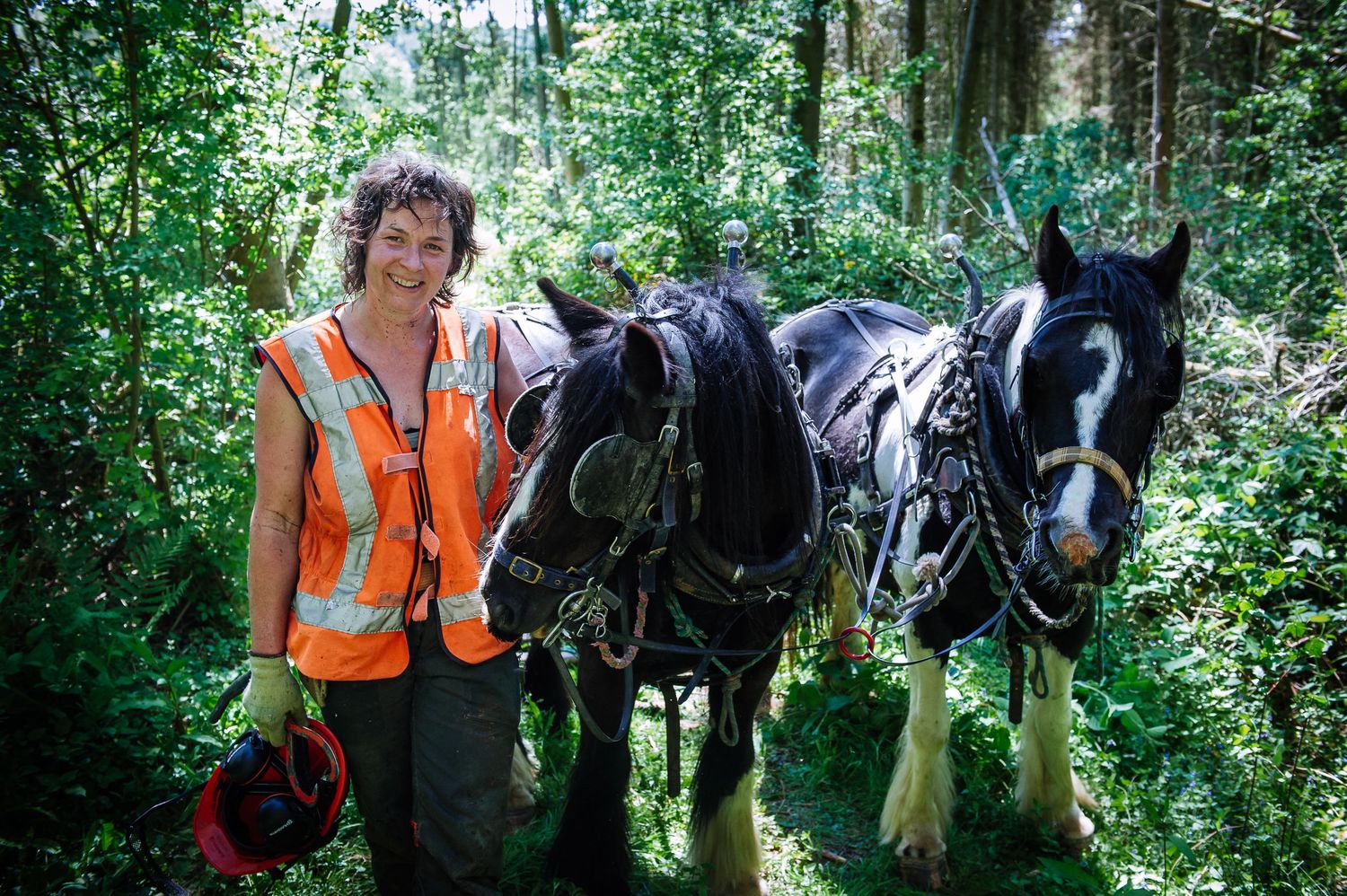 Draft horses with harnesses working together to move logs through a wooded forest trail.