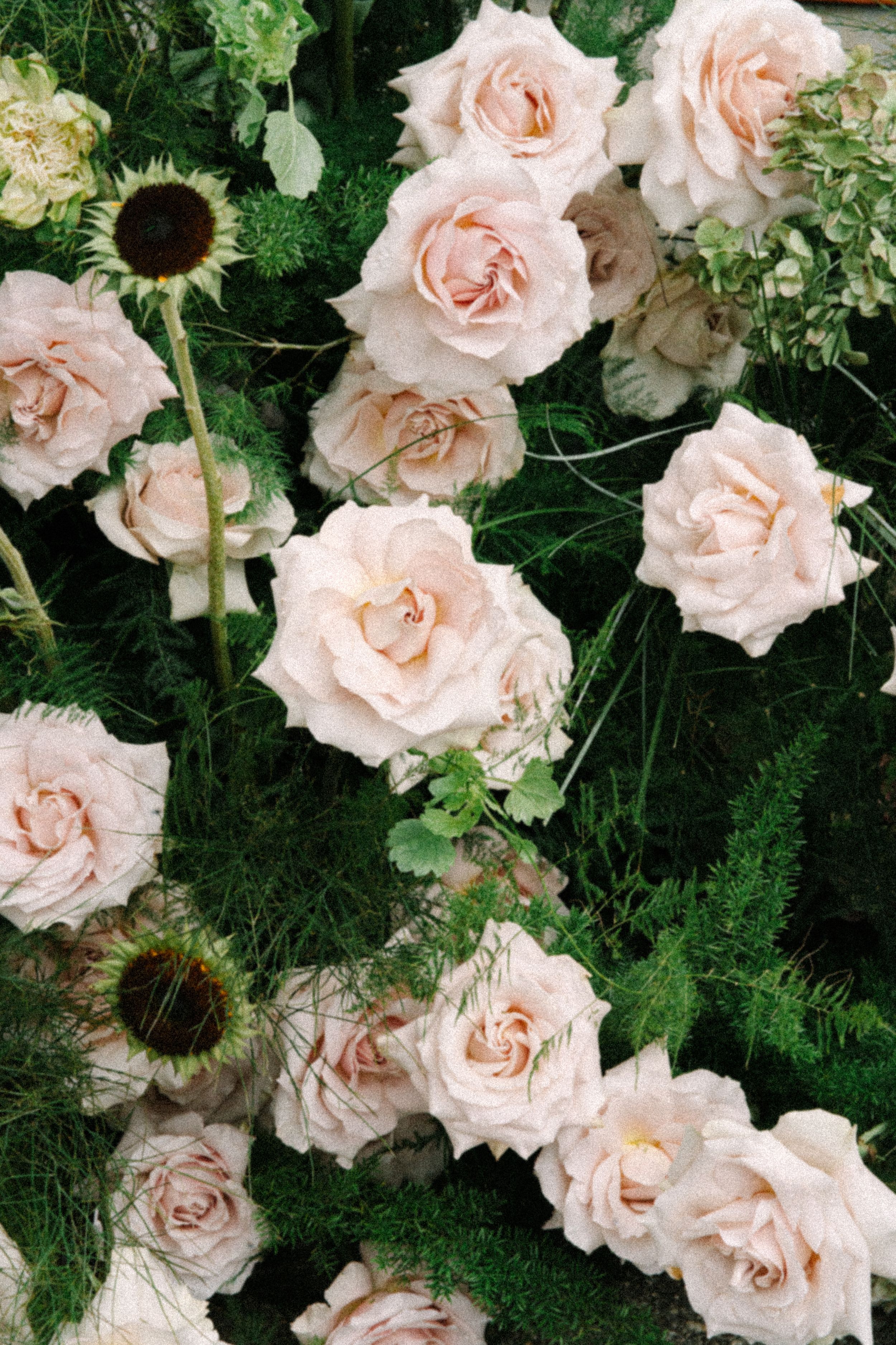 Lush arrangement of soft pink roses and green foliage with dark sunflowers, perfect for weddings or events.