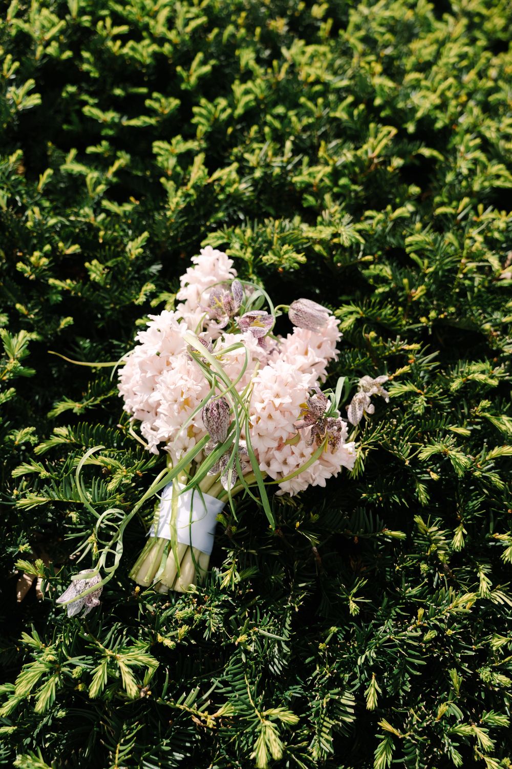 Delicate pink hyacinth bridal bouquet resting on lush green evergreen shrubs in bright sunlight.