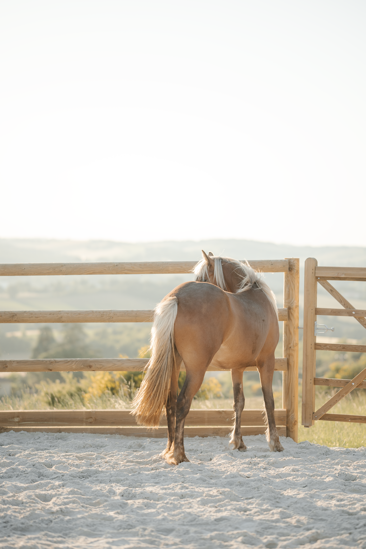 Portrait d'un cheval