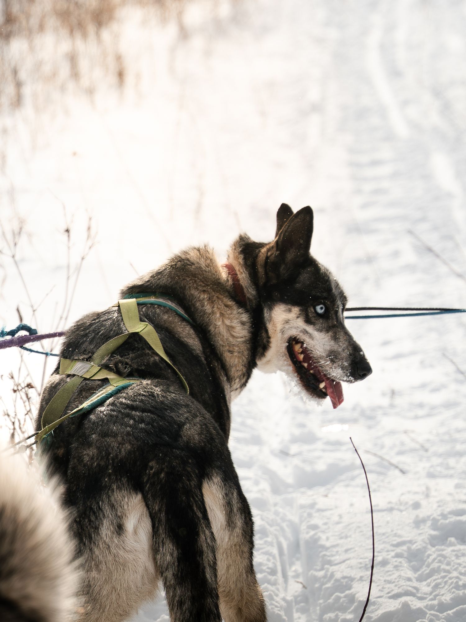 Harnessed sled dogs working together on a snowy winter trail.