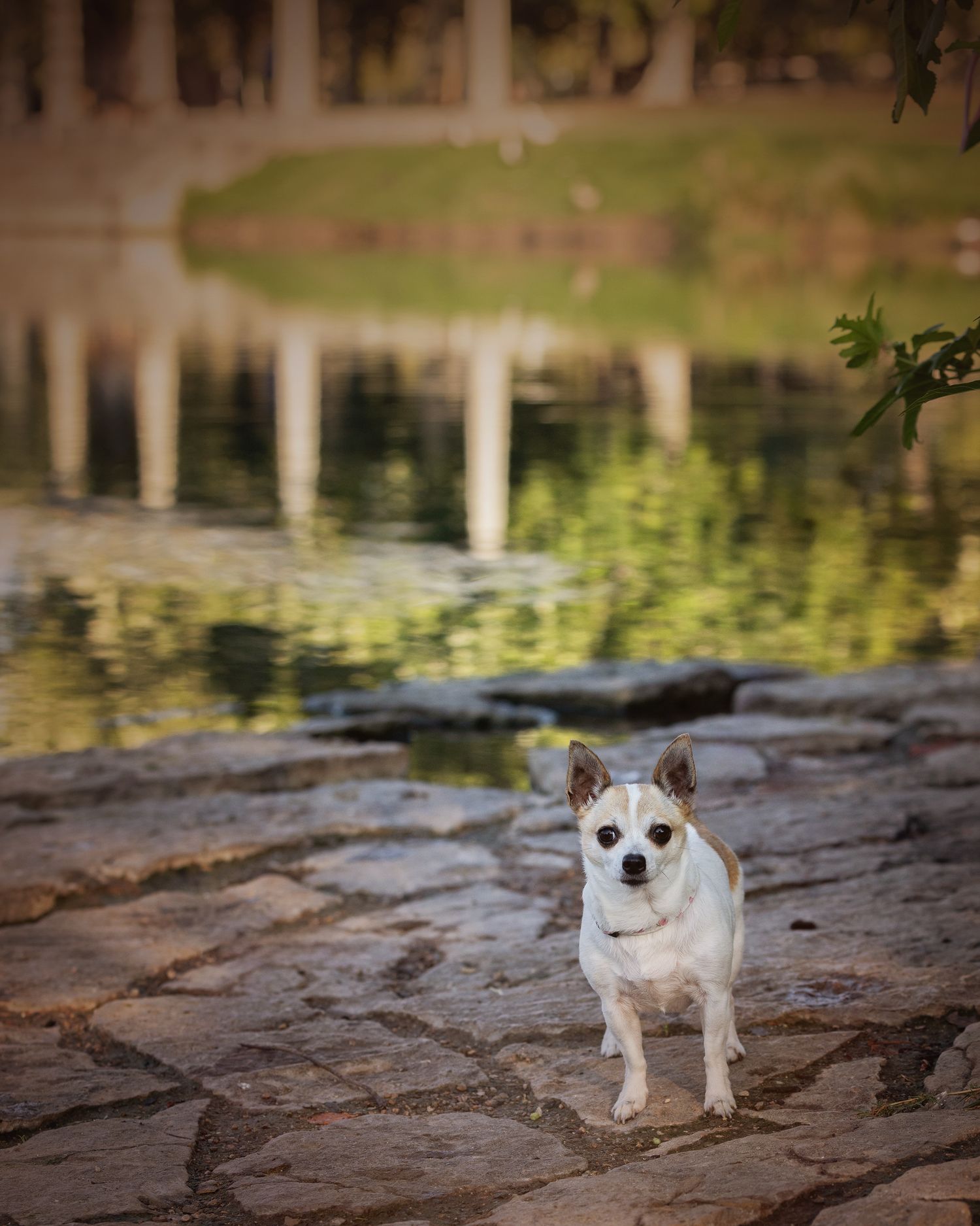 Small white Chihuahua dog sitting on rocky ledge near reflective pond water in natural outdoor setting.