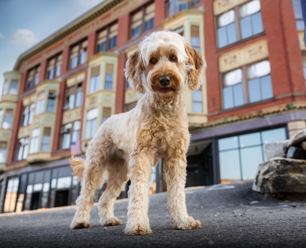 A fluffy goldendoodle dog stands on a city sidewalk with brick buildings in the background.