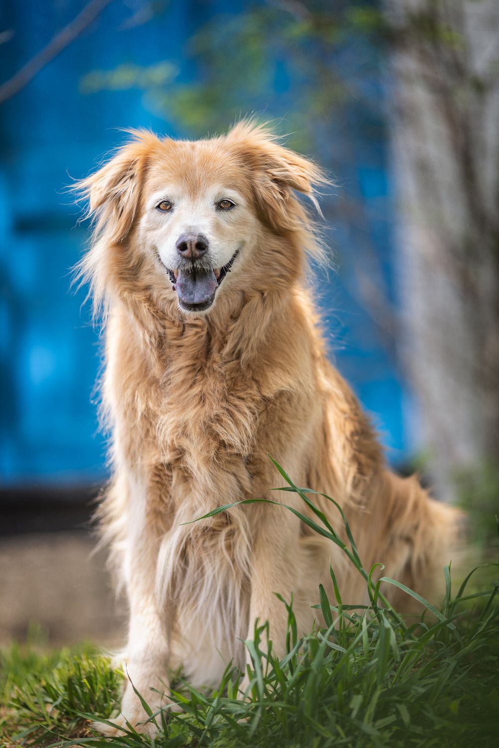 A happy golden retriever dog with fluffy fur smiles while sitting in green grass against a blurred blue background.