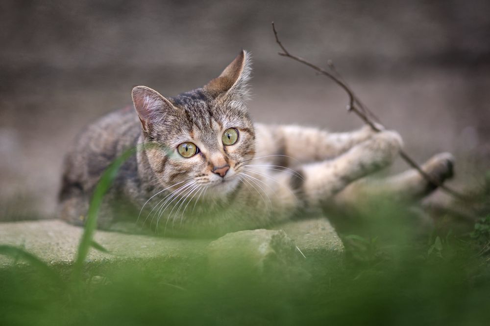 Gray tabby cats lying in grass with blurred bokeh background creating a dreamy outdoor portrait.