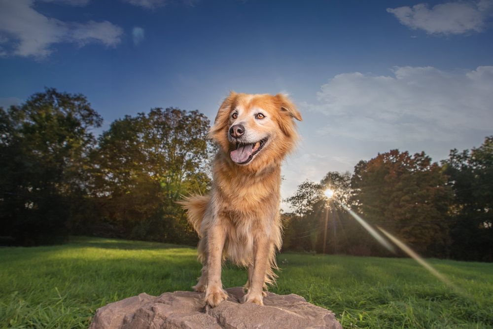 Golden retriever dogs playing and running together in a sunny outdoor field with trees in the background.