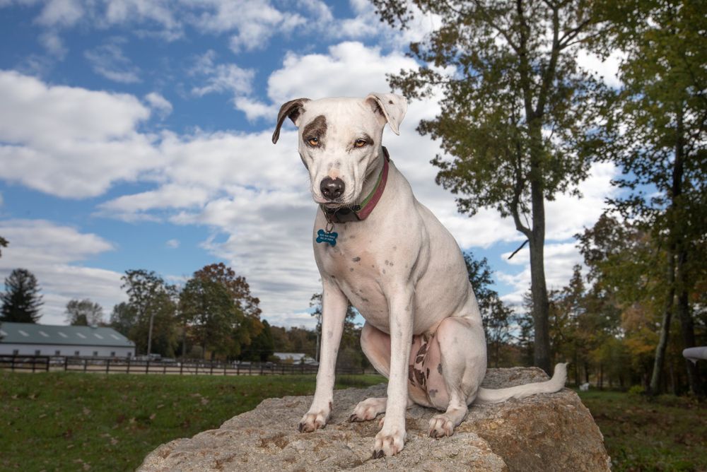 White pit bull dog sits confidently atop a dirt mound against a scenic backdrop of trees and blue sky.