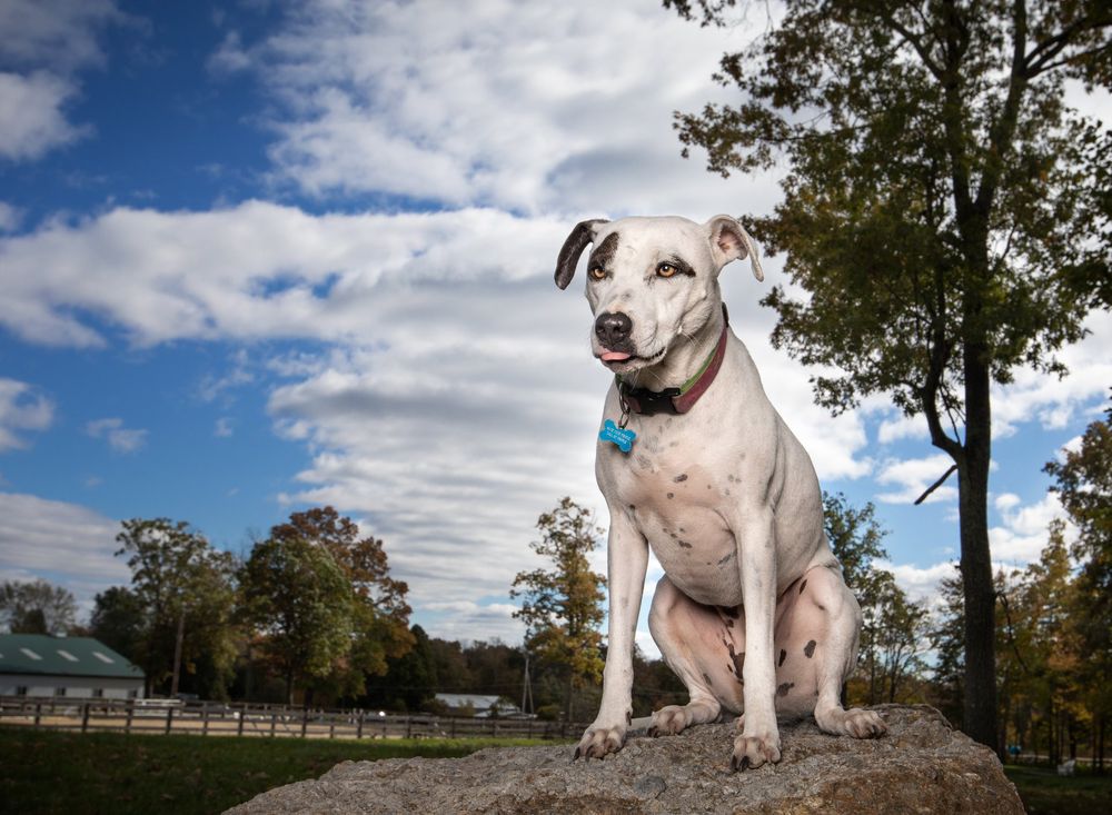 A white pit bull dog stands confidently on a large rock against a blue sky with puffy white clouds.