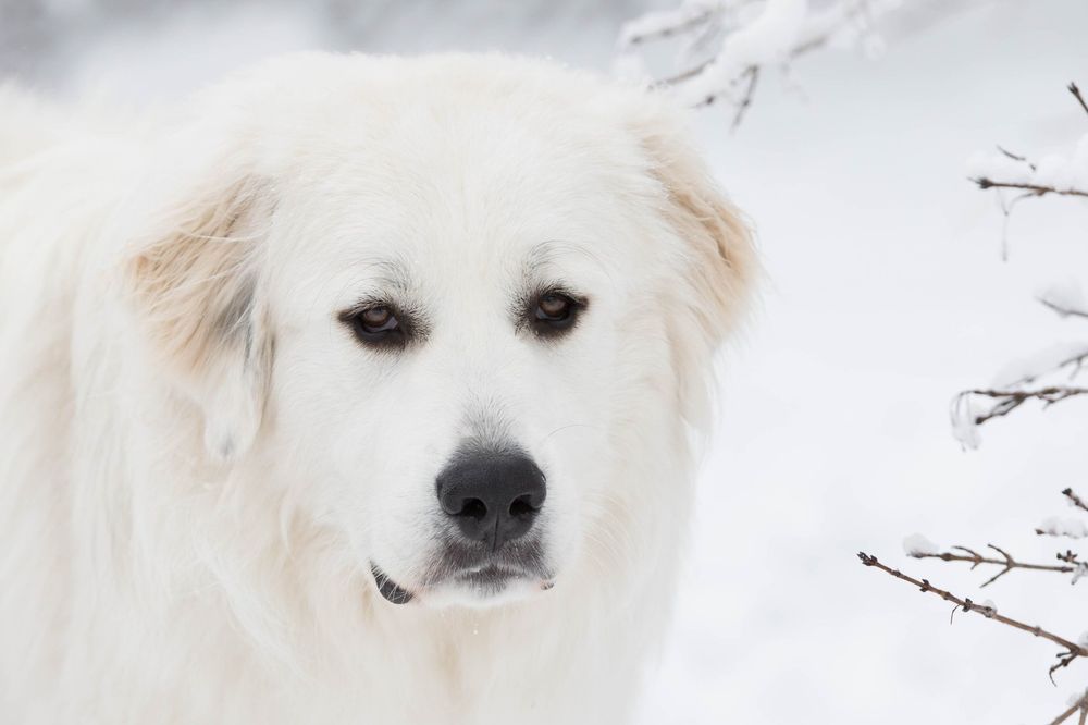 Close-up portrait of white dogs faces with snowy winter background showing their eyes and noses.