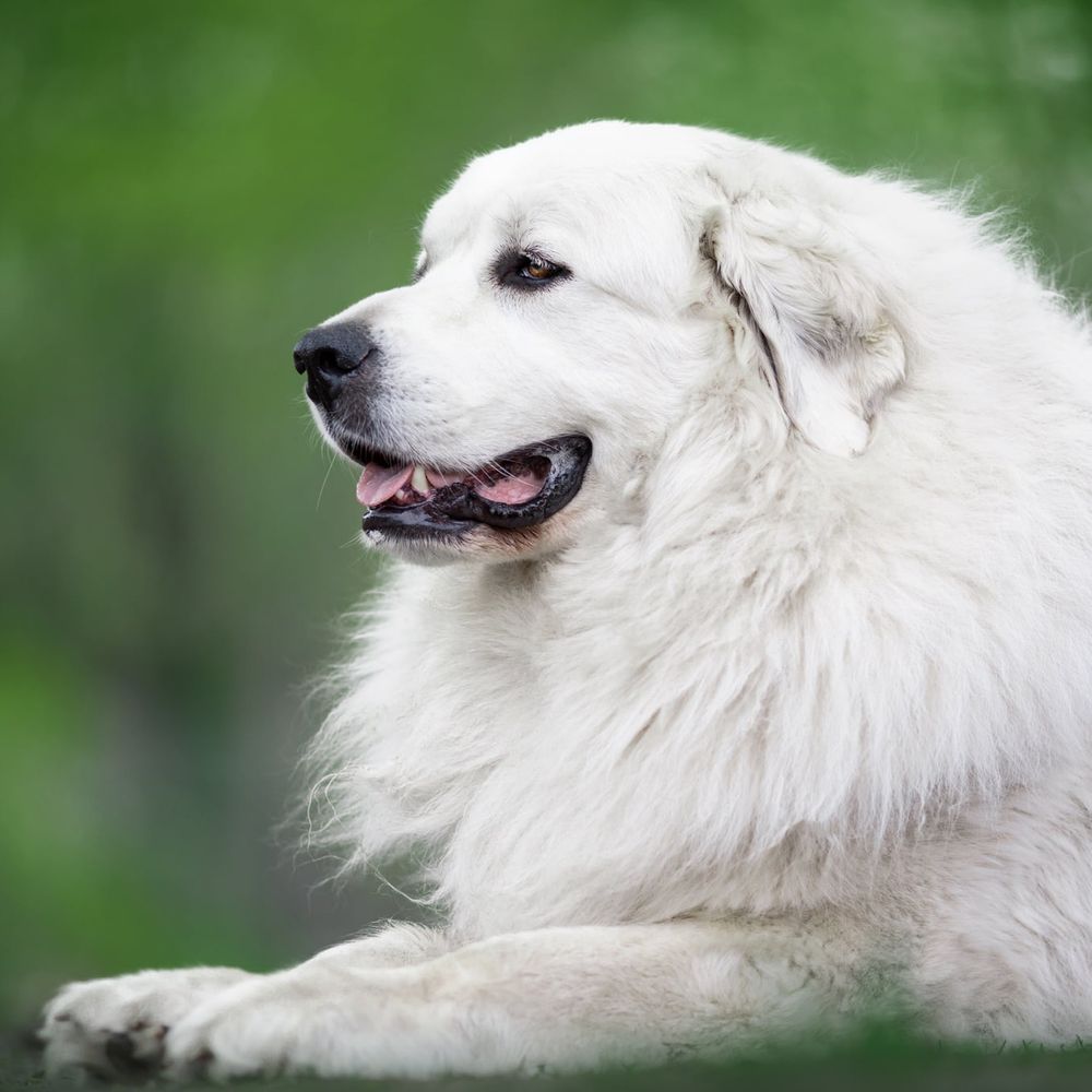 A fluffy white Japanese Spitz dog with a happy expression shown in a series of profile views against a blurred green background.
