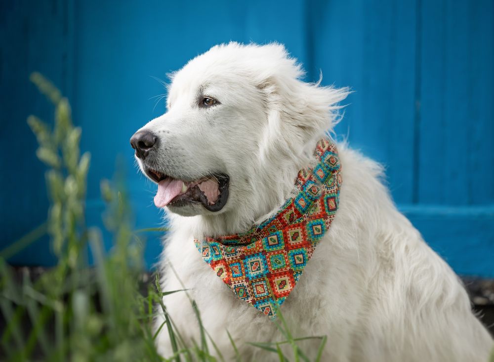 White dog wearing a colorful bandana against a bright blue background.