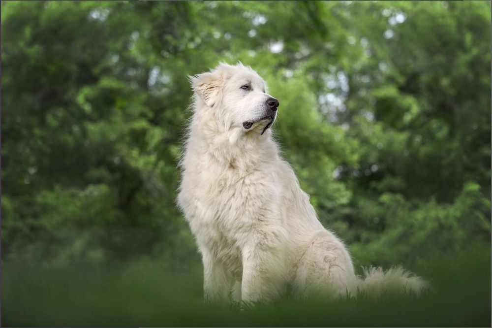 White fluffy dog sitting in lush green grass on a sunny day.