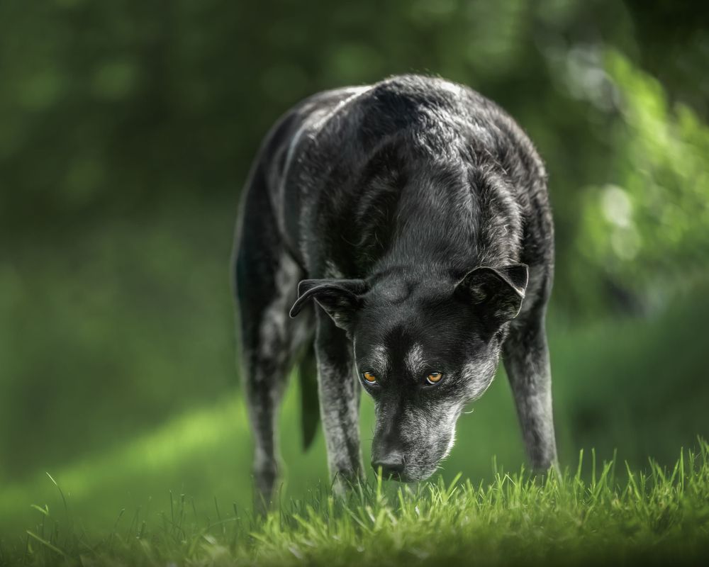 Black dog with white markings explores grassy field on sunny day with green blurred background.