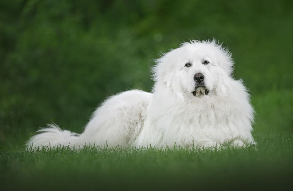 A fluffy white Samoyed dog lying in green grass shows different playful poses and expressions.