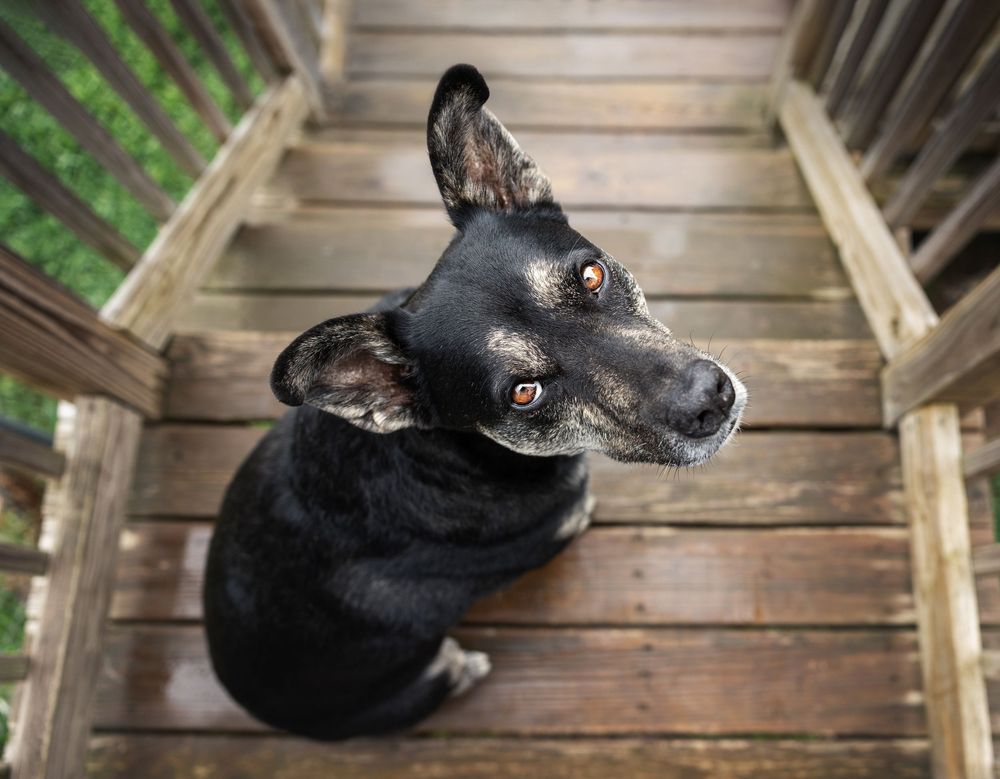A black dog with perked ears sits on wooden stairs looking up with an inquisitive expression.