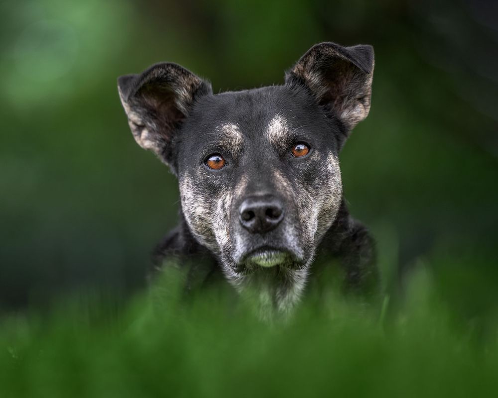 Close-up portrait of a dark-coated dog with alert eyes against a blurred green natural background.